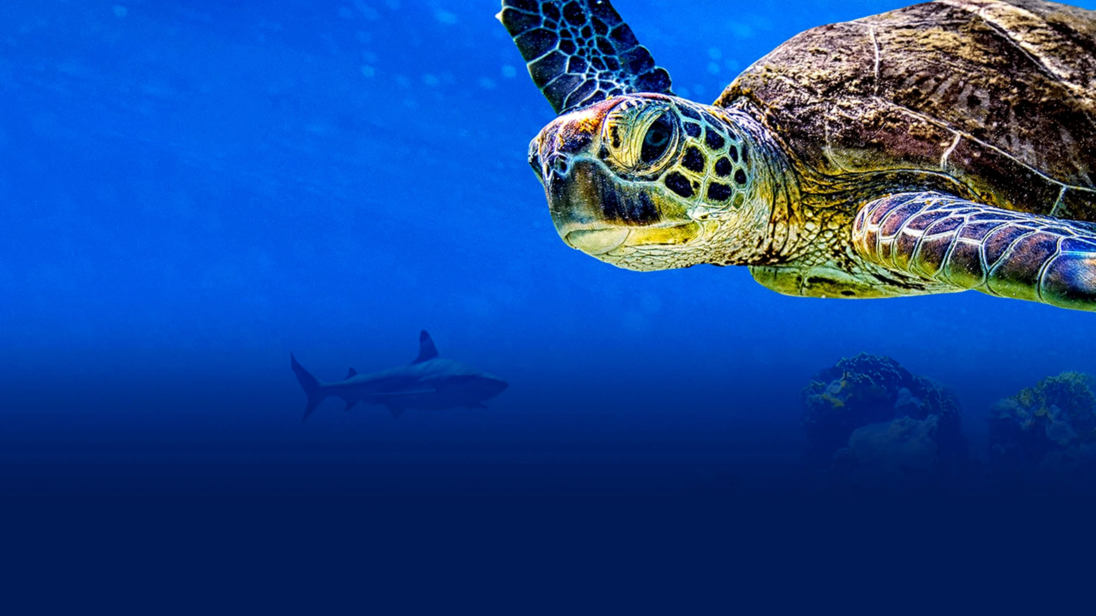 Cuộc Phiêu Lưu Của Rùa - Turtle Odyssey